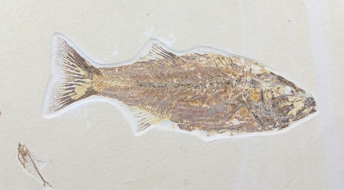 Detailed, Mioplosus Fossil Fish - Uncommon Species #85530